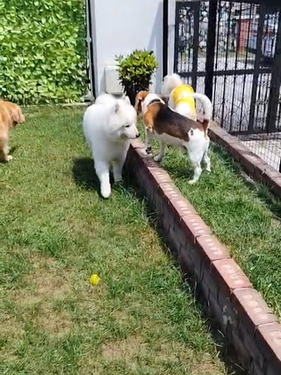 Pawcation Pet House