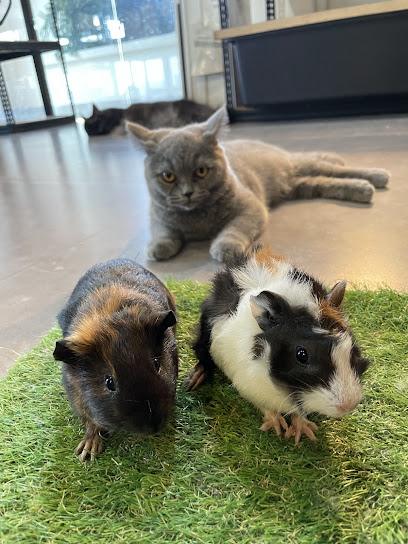 Petsarecute Damansara