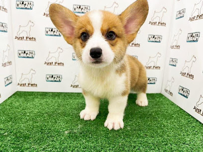 Just Pets - Puppies for Sale & Grooming Available